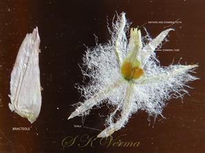  Flower and one bracteole